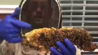 Orlando Bee Removal Expert LLC removes bees in Altamonte Springs  Fl.