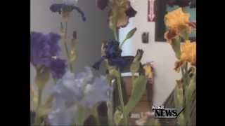 WBKB-TV: Iris Enthusiasts Host Annual Show