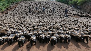Releasing Thousands of Honey Badgers in Florida was A Terrible Idea