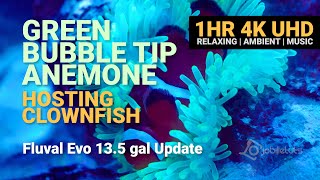 Bubble Tip Anemone Hosting Clownfish 1HR 4K Video Relaxing Peaceful Ambient Music Fluval Evo 13.5