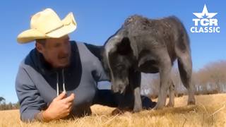 World‑Famous Skidboot: Texas’ Smartest Blue Heeler | TCR Classic