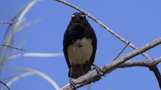 Willie Wagtail