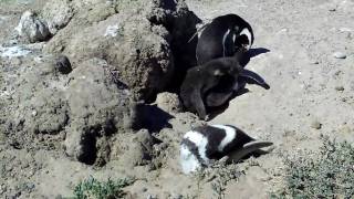 Pinguauz1.MOV
