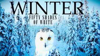 COZY WINTER ASMR❄️50 SHADES OF WHITE SNOW FROM AROUND THE WORLD❄️GRAND LIST SOLO PIANO ARTISTS/6 HRS