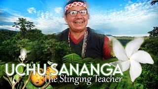 Amazonian Shaman Reveals Ancient Plant Medicine Wisdom: Sananga