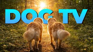 [NO ADS] 3 Hour Dog Walk 🐶 Relaxing Nature Walk for Dogs with Calming Music