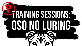 Training Sessions: Oso no luring
