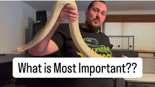 What to Look for in a Snake Breeder