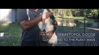 The sound of the Sebastopol geese, connected to the Plant Wave.  Bird song - part one