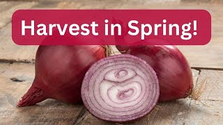 Winter Planting! It is time to sow Red Creole Pearl Onions! #survivalseeds2025 #SurvivalSeedsCollab