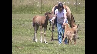 "Sundance" - Our Baby Horse @ 6 Weeks Old - June 19, 2008