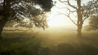 Healing Piano Music • Soothing Relaxation • Nature Sounds  "Through the Trees"