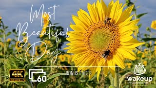 🌻 Bees and Bumblebees Enjoy the Coveted Sunflowers | Relaxation | Calm | 10 Hours | Bonus Facts