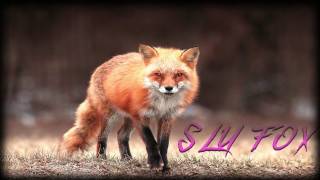 Sly Fox