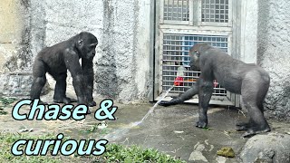 Gorilla brothers Jabali and Ringo's chase game and curious / Jabali and Ringo 追來追去, 好奇保育員沖水