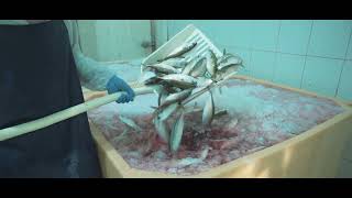 East Fish Processing LLC