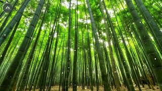 Healing Harmonies | Music for Soothing the Soul