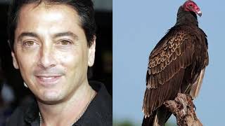 The Bored Game - Scott Baio or Turkey Vulture