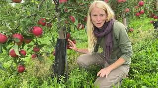 Apple Trees & Rodent Guards