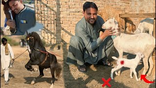 Hamari Bakri Ka Baccha Zakhmi Ho Gaya! Mastana Ghoda Ki Aggressive Training! 🔥