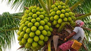 ఒక్క చెట్టులో ఇన్ని కొబ్బరికాయలా? 😱 | Coconut Harvesting in Village | Viral Video