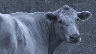 -Aleph- (music film)