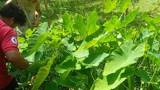 Bangal pwrnao embu gaohwi laibai nwi||Didwm brahma vlogs.....