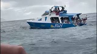 whale watching con mare in tempesta