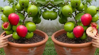 🌱 Easy Method How to Grow Guava and Apple Together on a Single Tree | LIVE Propagation Guide