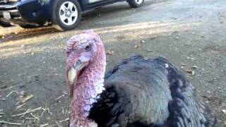 Burl the Turkey lives at Harvest Home Animal Sanctaury