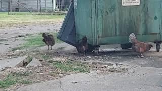 Invasion of # Chickens 🐔 in Texas