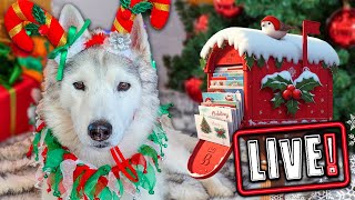 My Dogs Open Gifts LIVE! Over 450 Cards!  Annual Christmas Card Exchange