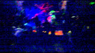 live show insectivore @skydisc.mp4