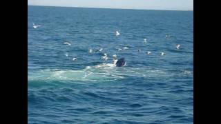 Whale Watch Part 1