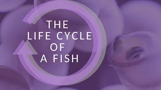 The Life Cycle of a Fish