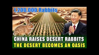 Why China Released Millions of Rabbits in Desert
