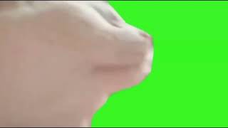 Cat Vibing Green screen|Extended Loop version|white cat Vibing Green screen|Cat green screen|