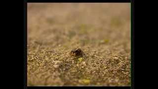 Jumping Spiders - Salticidae