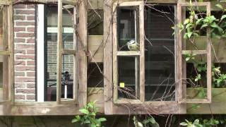 Pimpelmeesje, zoals gezien vanuit de woonkamer, 14-3-2014