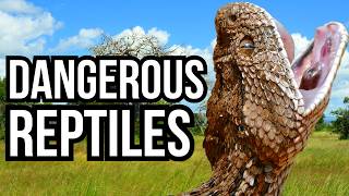 Ranking Each Of The 7 Continents Based On How Dangerous Their Reptiles Are