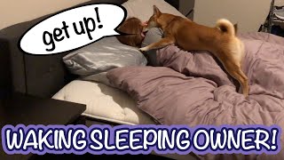 Nebula Jumps on Mom's Head! | Shiba Inu Puppy Waking Up Its Owner!