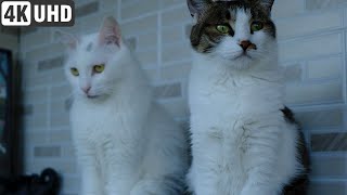 Animals, Animals and again, Animals 🙈🙉😸🙀
