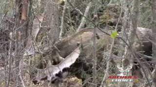 Archer's Choice Hoyt Bowhunting Highlight Reel