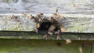 Honeybees leave their Hive for the first time - February 15th 2021 - Bees - Spring - Springtime