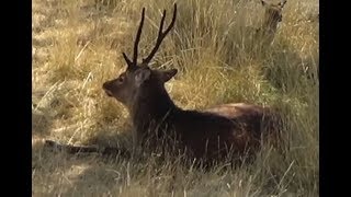 DEER Reading Practice (NO VERBAL CUES)