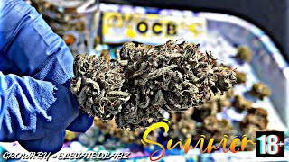 1 JOINT 2 STRAINS SUMMERTIME HOTBOX!!! 🌟💨