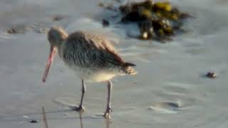 Godwit on Grattan, Salthill