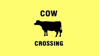 Cow Crossing