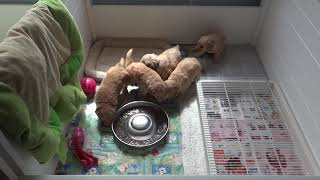 Winny's goldendoodle  Pups