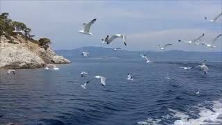 EMA - Husavik My Hometown ( cover )